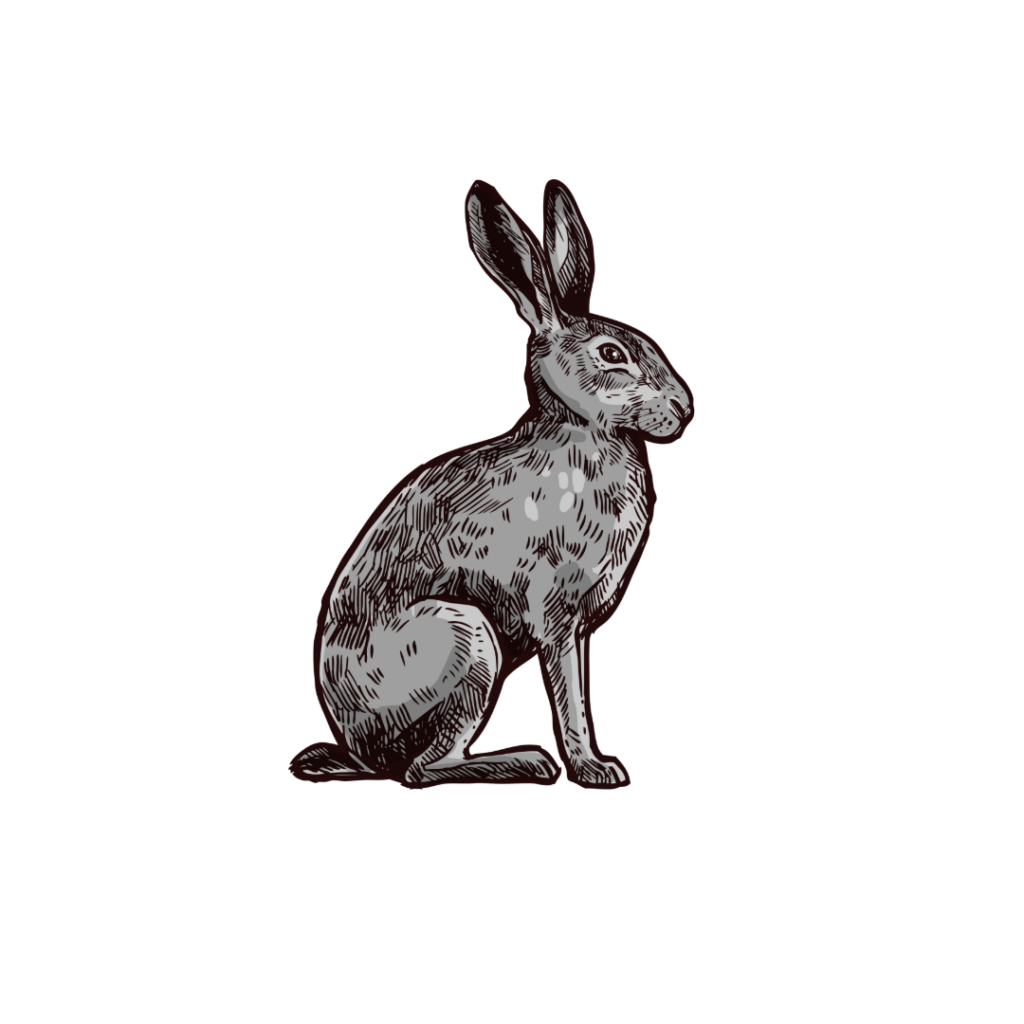 lapin