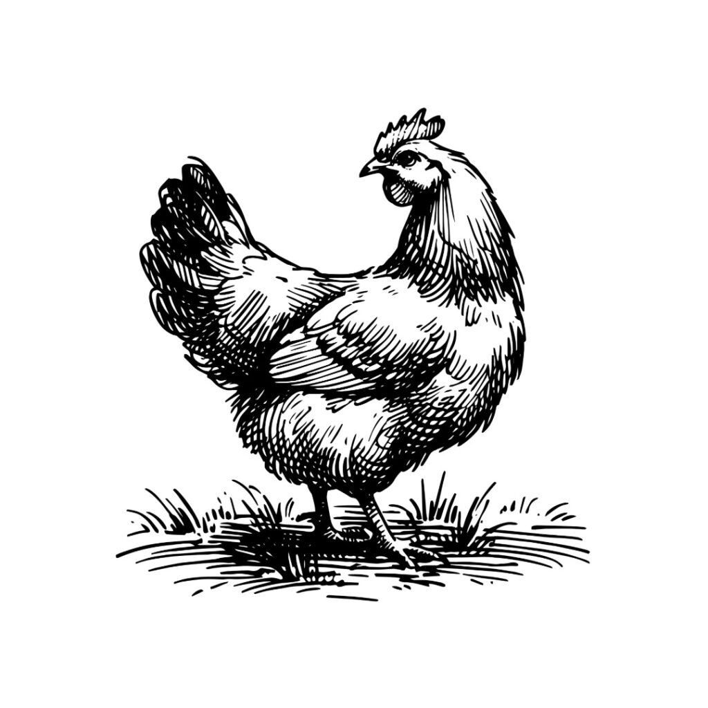 poulet dessin